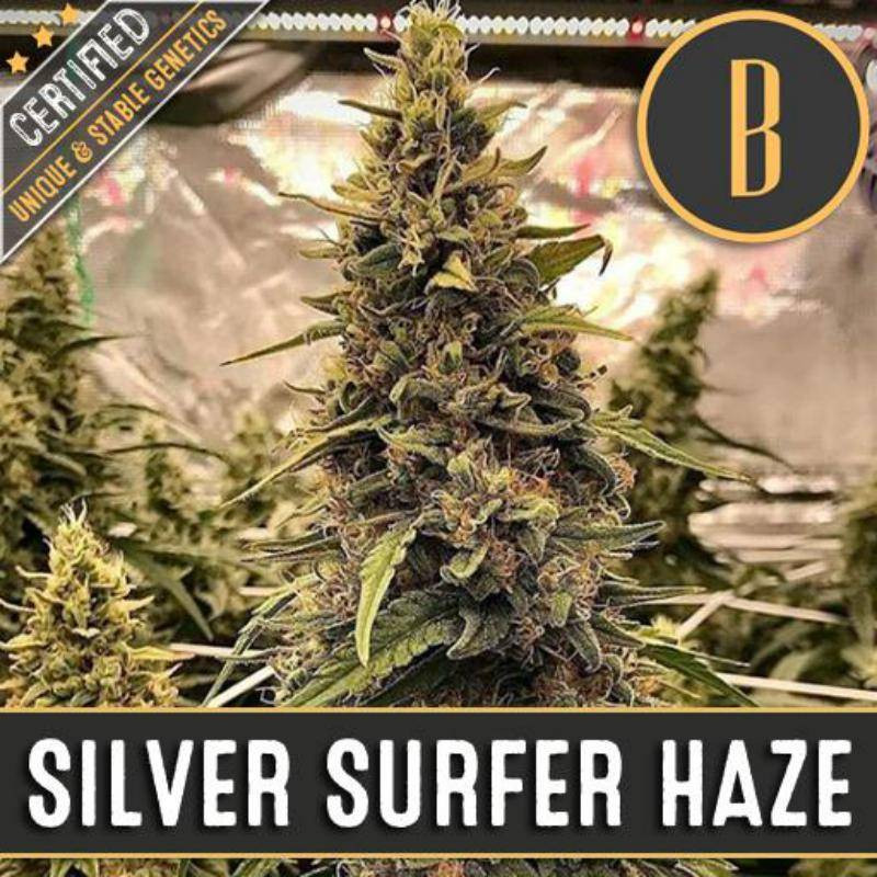 Silver Surfer Haze - Blimburn - Seeds