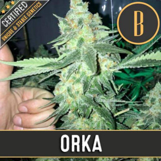 Orka - Féminisée - Blimburn seeds
