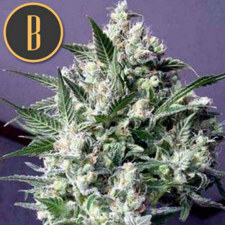 Dama Blanca - Féminisée - Blimburn Seeds