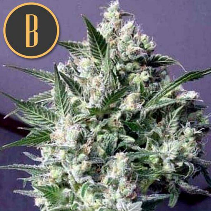 Dama Blanca - Féminisée - Blimburn Seeds