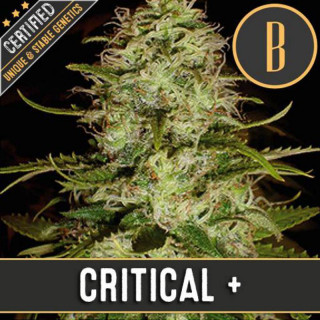 Critical + - Féminisée - Blimburn seeds