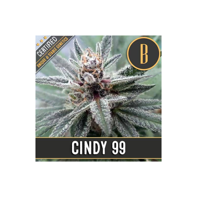 Cindy 99 blimburn seeds Cindy 99 blimburn seeds
