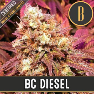 BC - Diesel - Blimburn seeds