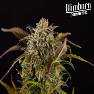 Grizzly Purple Kush - Féminisée - Blimburn Seeds