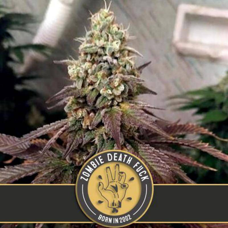 Zombie death fuck blimburn seeds Zombie death fuck blimburn seeds