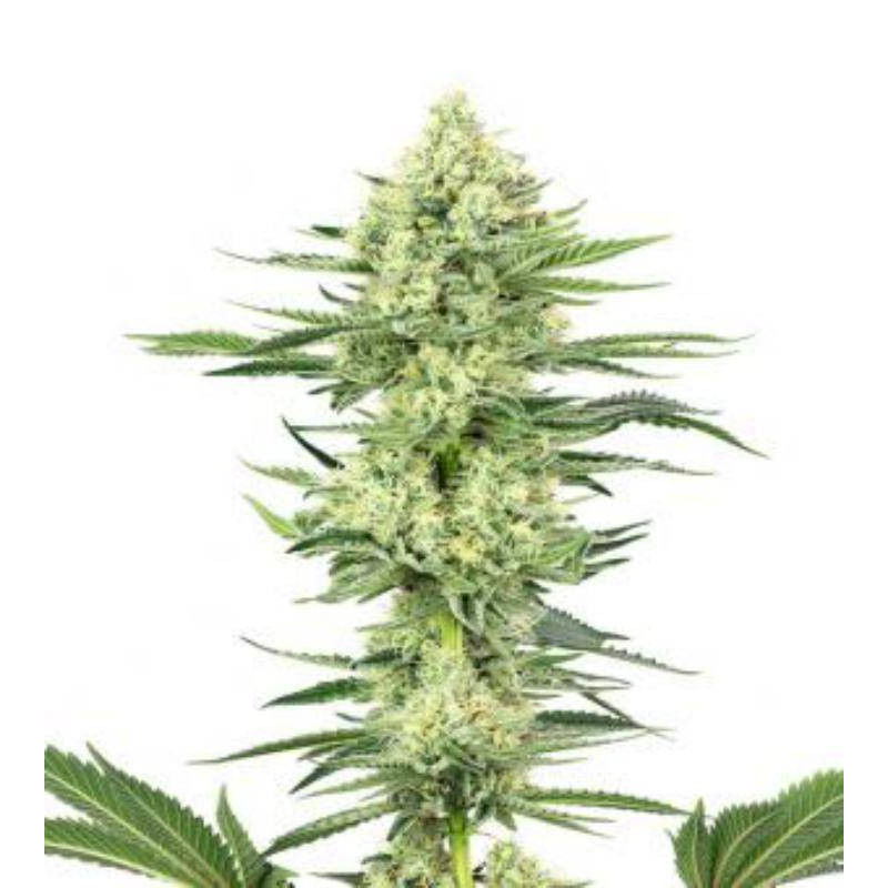 Strawberry Kush - Feminisee - White Label Seeds