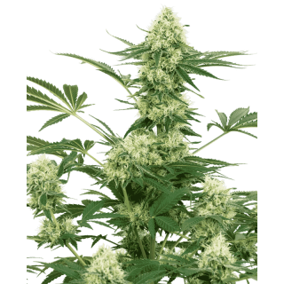 Wedding Cheesecake - Féminisée - Sensi White Label Seeds