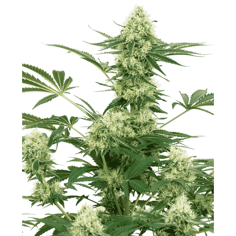 Wedding Cheesecake - Féminisée - Sensi White Label Seeds