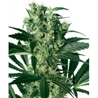 X-Haze - Feminisee - White Label Sensi Seeds