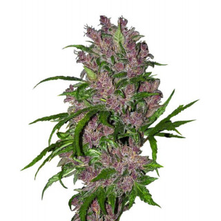 Purple Bud - Autofloraison - Sensi Seeds White Label