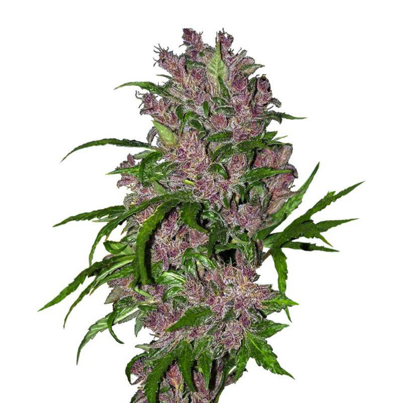 Purple Bud - Autofloraison - Sensi Seeds White Label