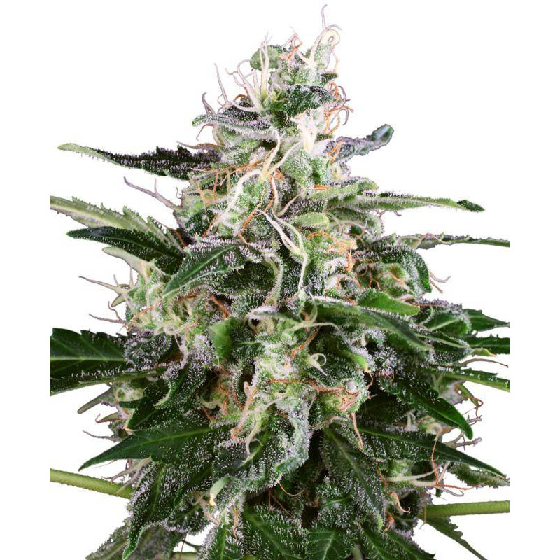 White skunk automatic white label seeds White skunk automatic white label seeds
