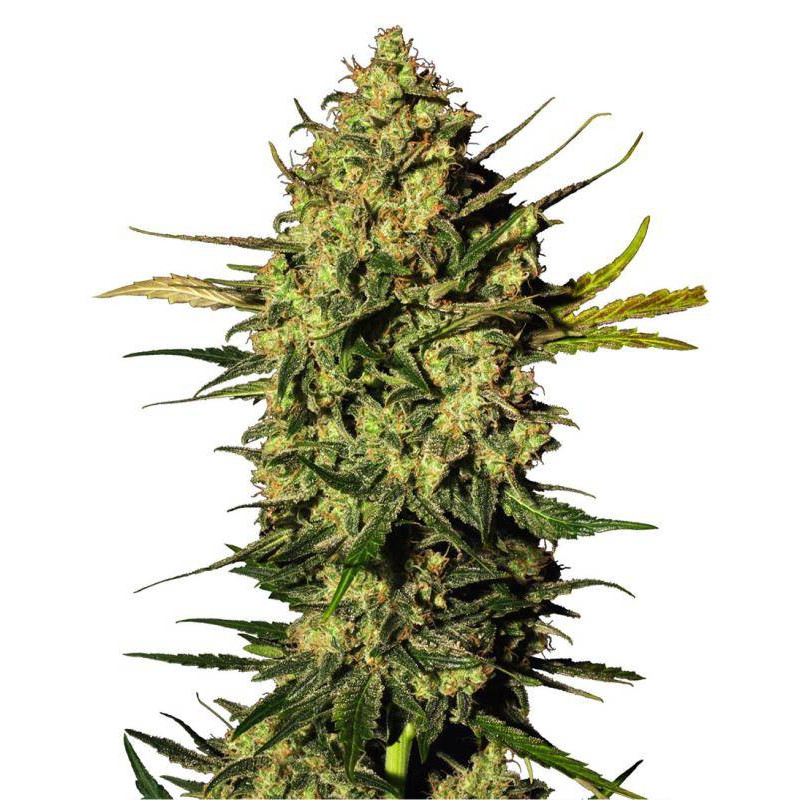 Master kush automatic white label seeds Master kush automatic white label seeds