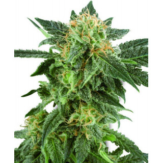Snow Ryder - Autofloraison - Sensi Seeds White Label