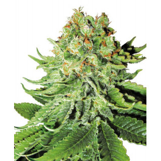 Northern Lights - Autofloraison - Sensi Seeds White Label
