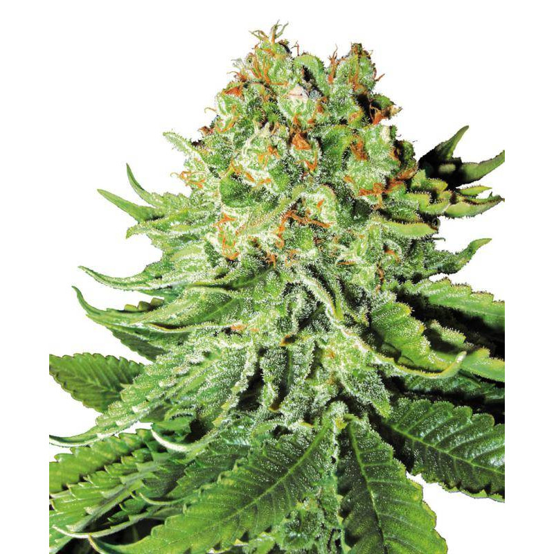 Northern Lights - Autofloraison - Sensi Seeds White Label