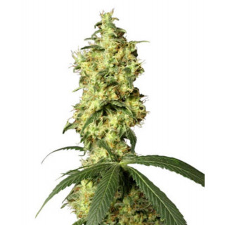 White Widow - Autofloraison - White Label Sensi Seeds