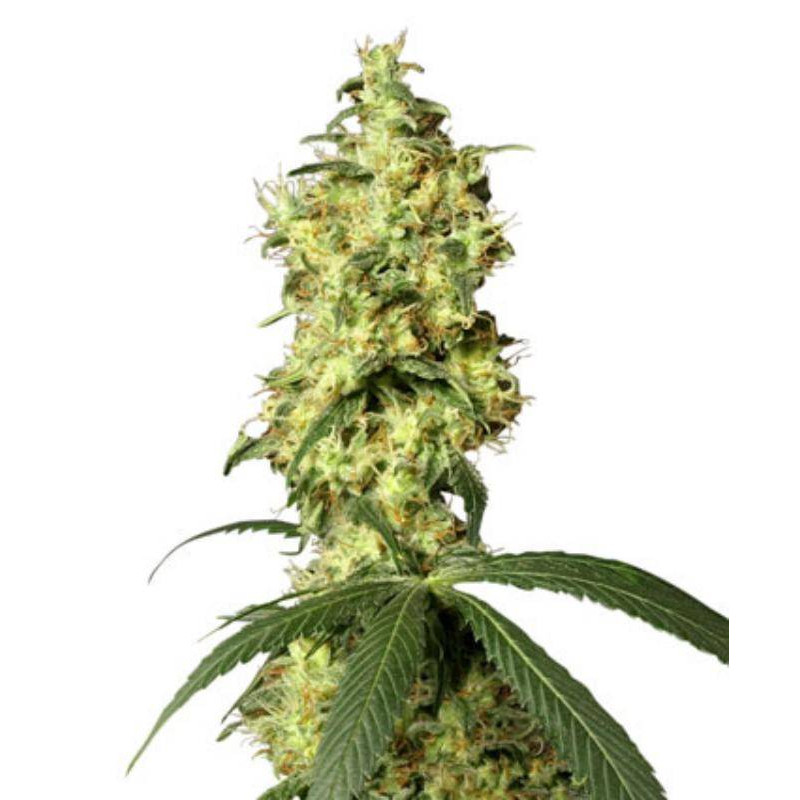 White Widow - Autofloraison - White Label Sensi Seeds