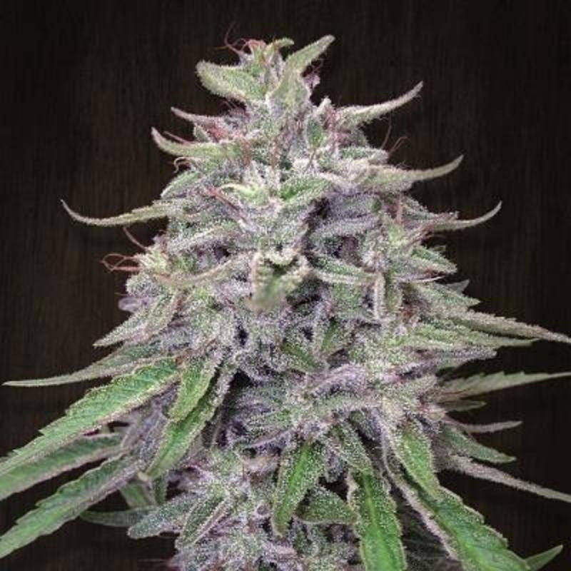 Bangi Haze Ace Seeds - régulières Bangi Haze Ace Seeds - régulières