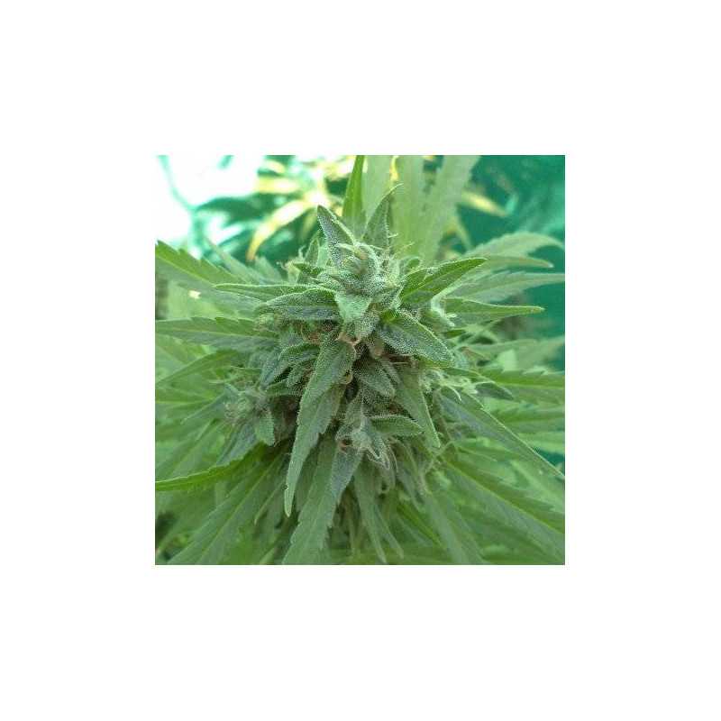 Malawi x PCK - Ace Seeds régulières