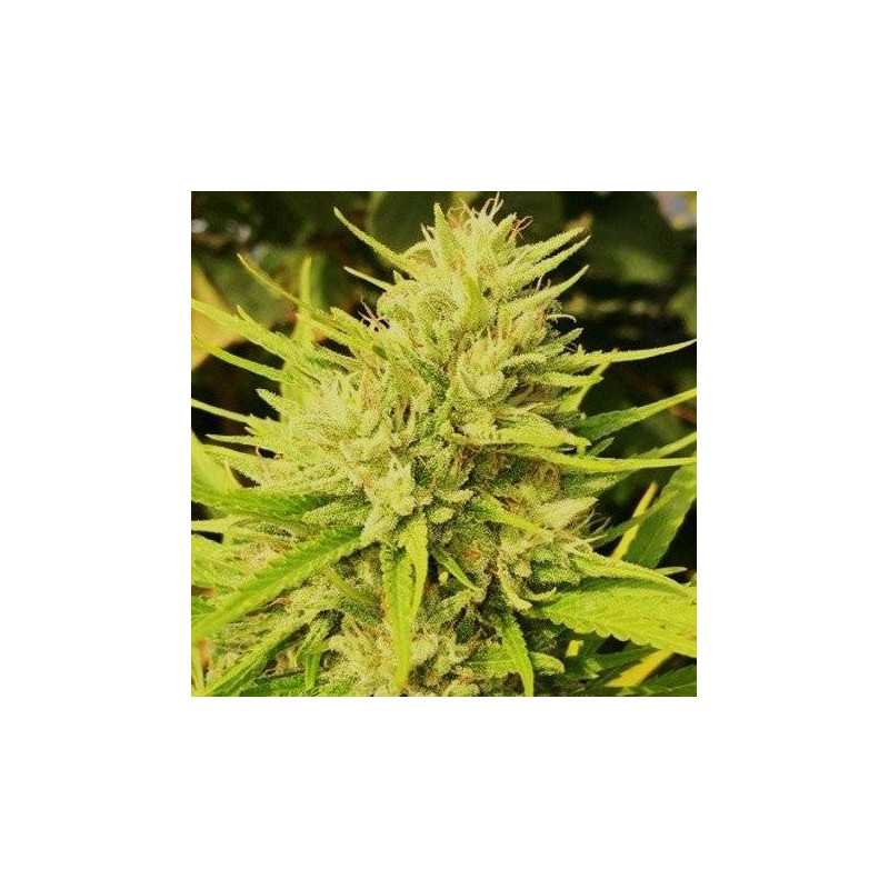 Panama x Malawi - Ace Seeds régulières Panama x Malawi - Ace Seeds régulières