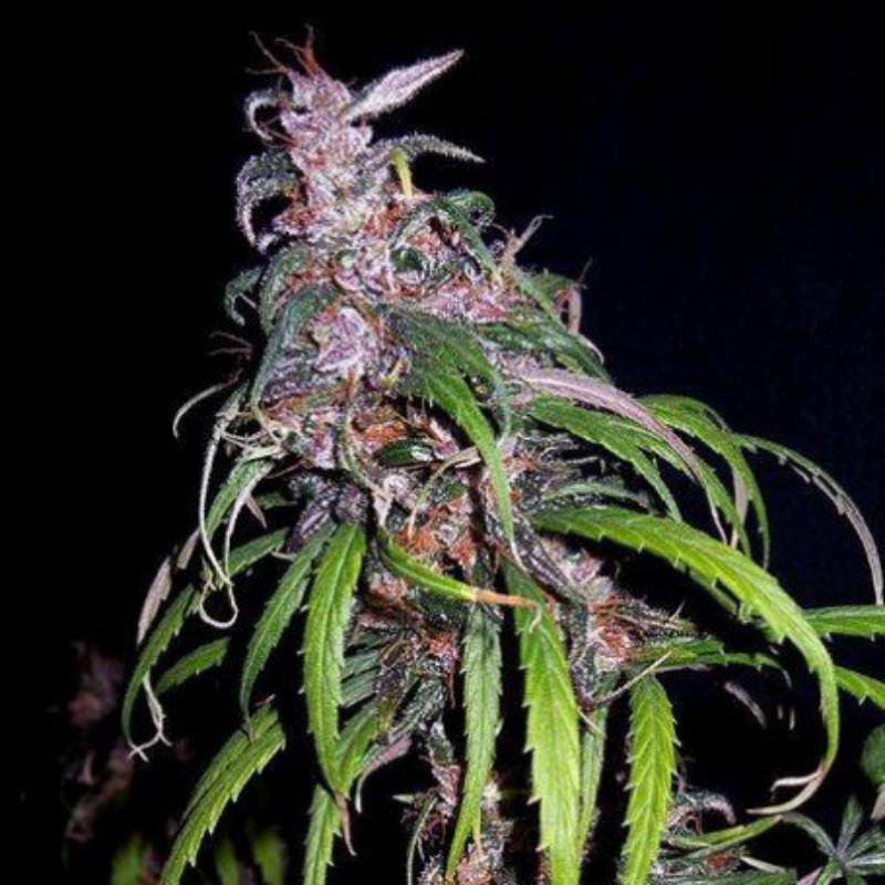 Green haze - Ace Seeds régulières Green haze - Ace Seeds régulières