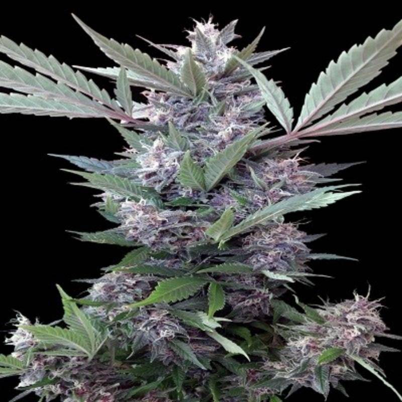 Bubba kush x PCK- Ace seeds Bubba kush x PCK- Ace seeds