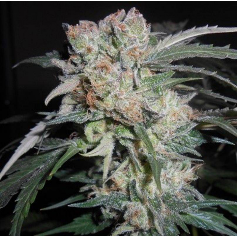Zamaldelica x Kali china - Ace Seeds féminisée Zamaldelica x Kali china - Ace Seeds féminisée