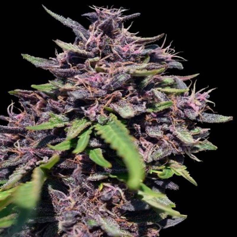 Panama x PCK Ace Seeds féminisée Panama x PCK Ace Seeds féminisée