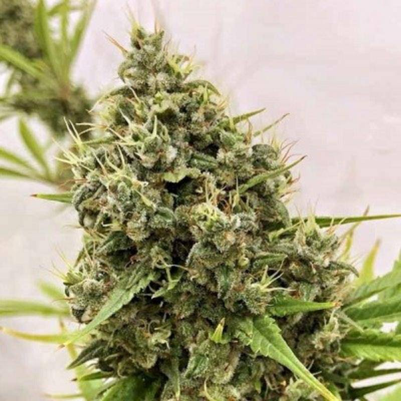 Guawi Ace Seeds - régulières Guawi Ace Seeds - régulières