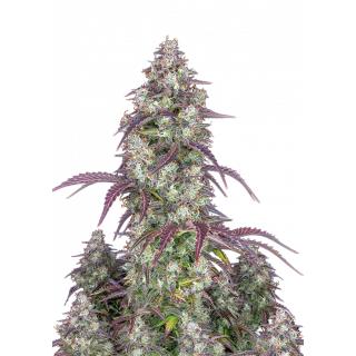 Lemon Pie - Autofloraison - FastBuds