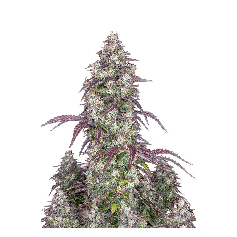 Lemon Pie - Autofloraison - FastBuds