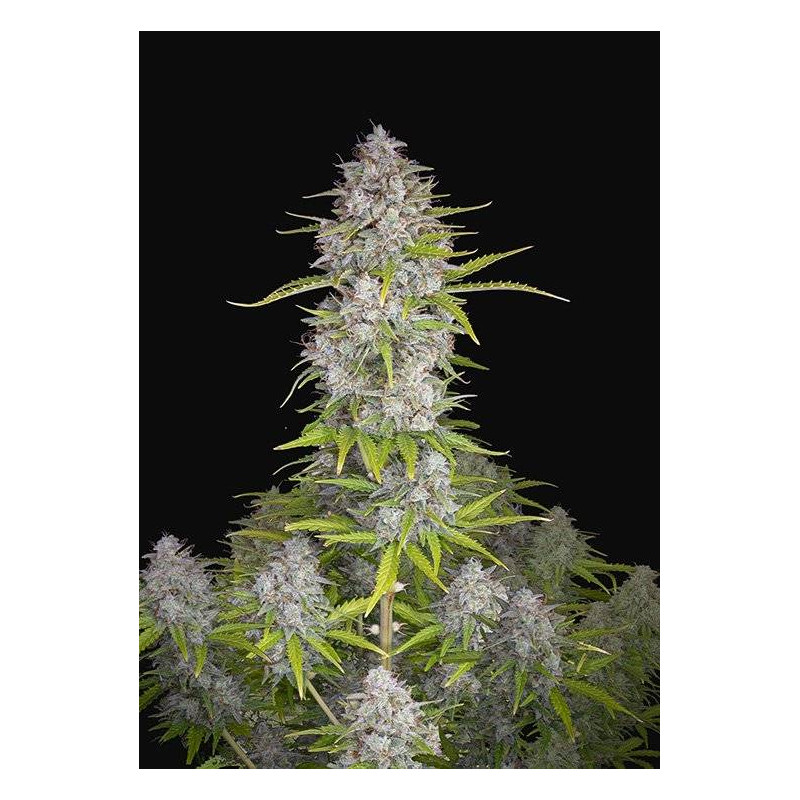 Orange Sherbet auto Fast Buds Orange Sherbet auto Fast Buds