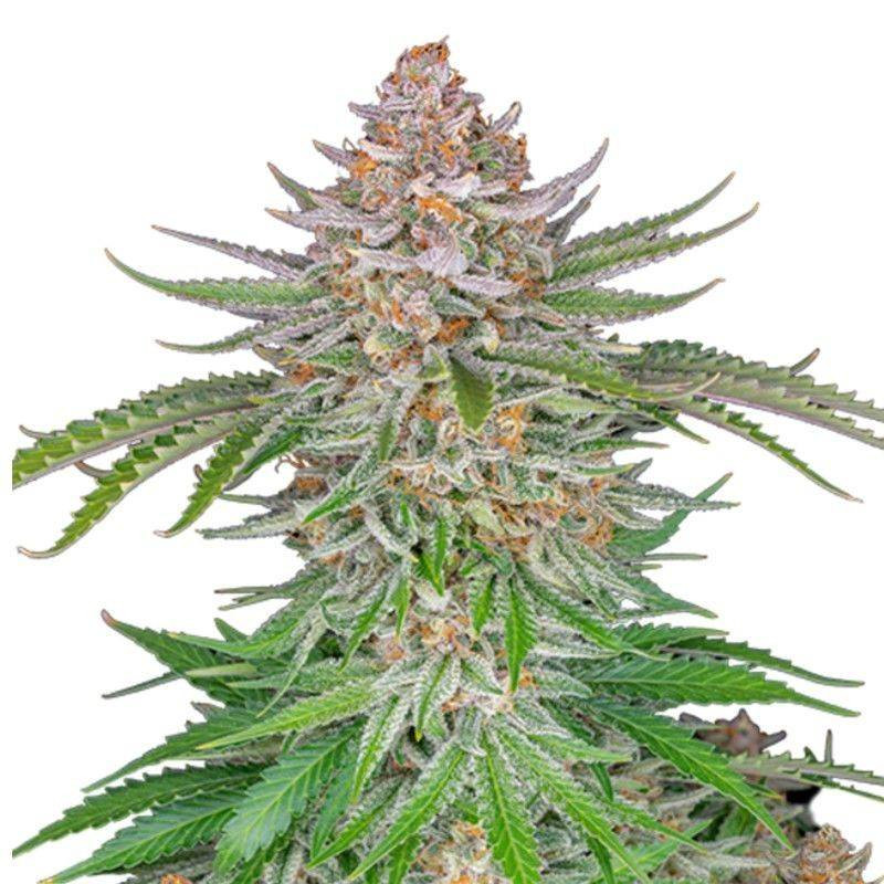 Strawberry Pie - Autofloraison - FastBuds