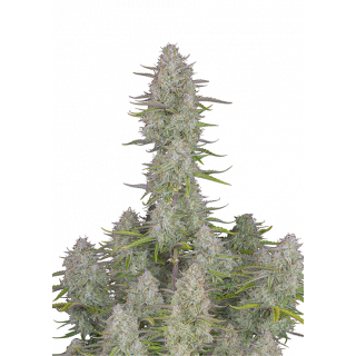 Wedding Cheesecake - Autofloraison - FastBuds