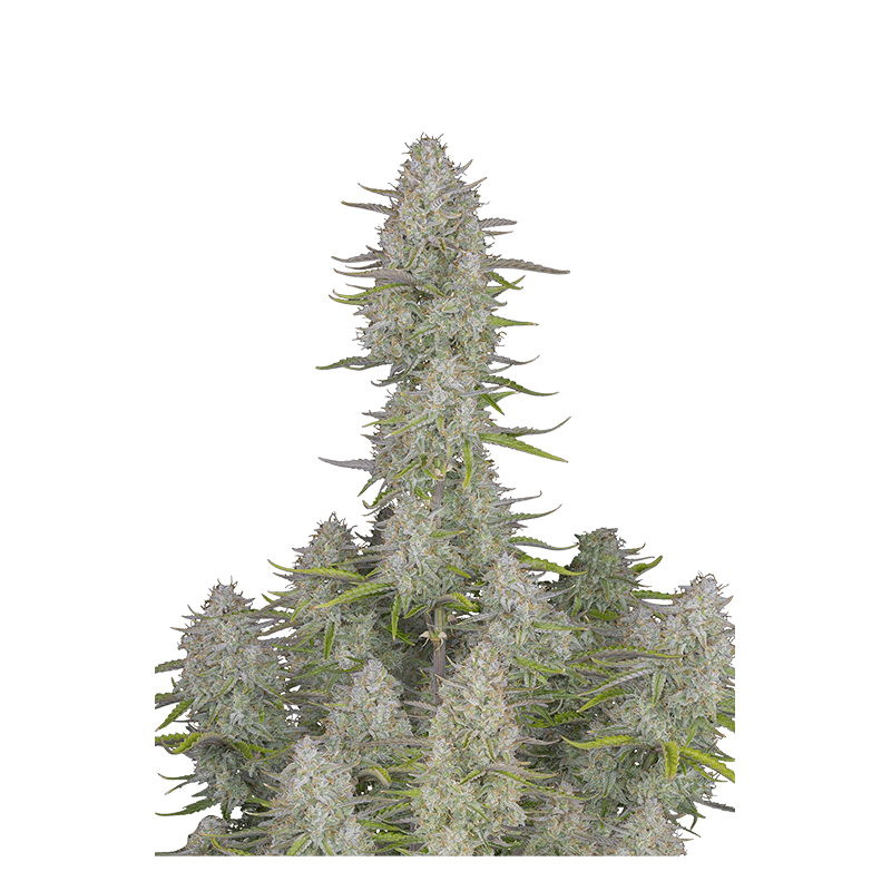Wedding Cheesecake - Autofloraison - FastBuds