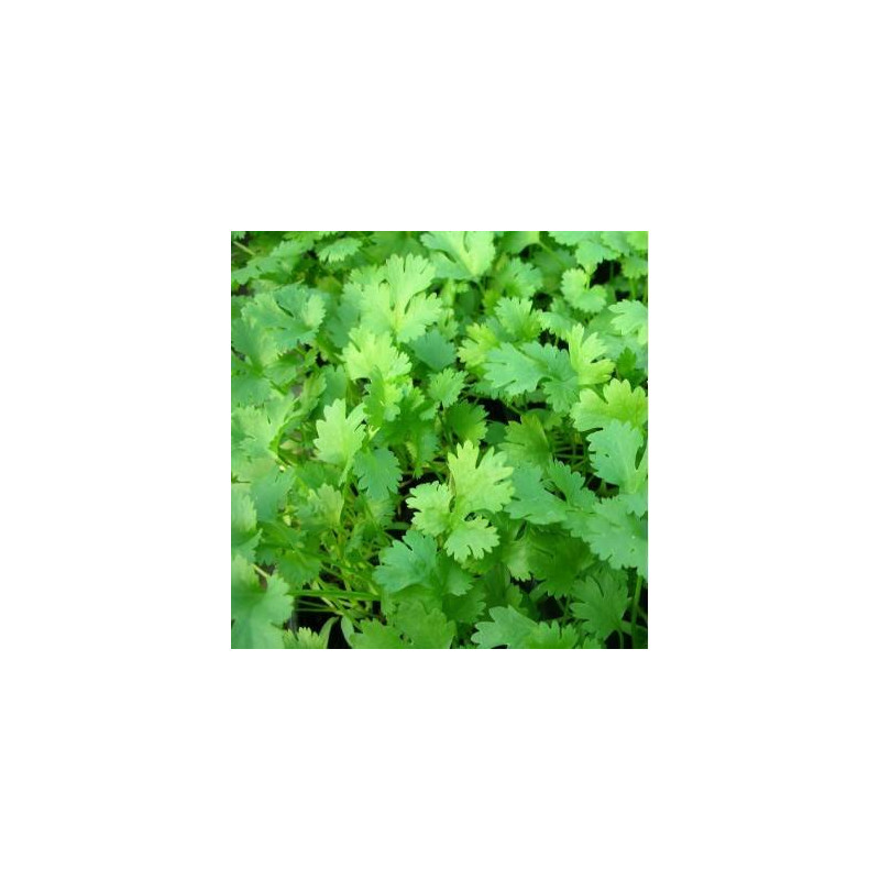 Coriandre Sativum sachet de 200 graines- Kokopelli Coriandre Sativum sachet de 200 graines- Kokopelli