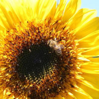 Tournesols Engrais vert en mélange