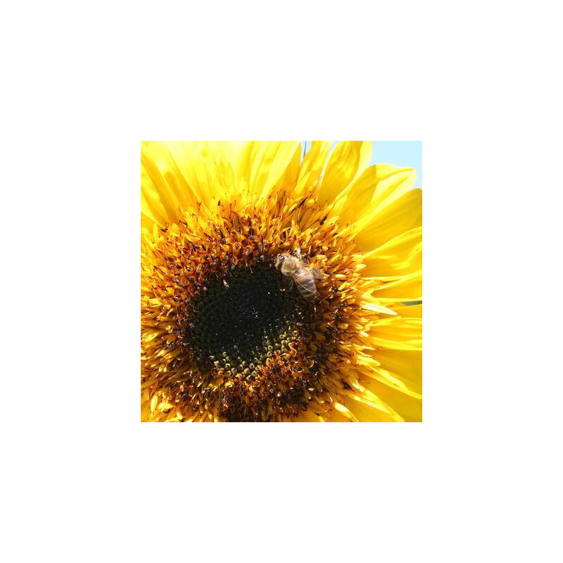 Tournesols Engrais vert en mélange Tournesols Engrais vert en mélange