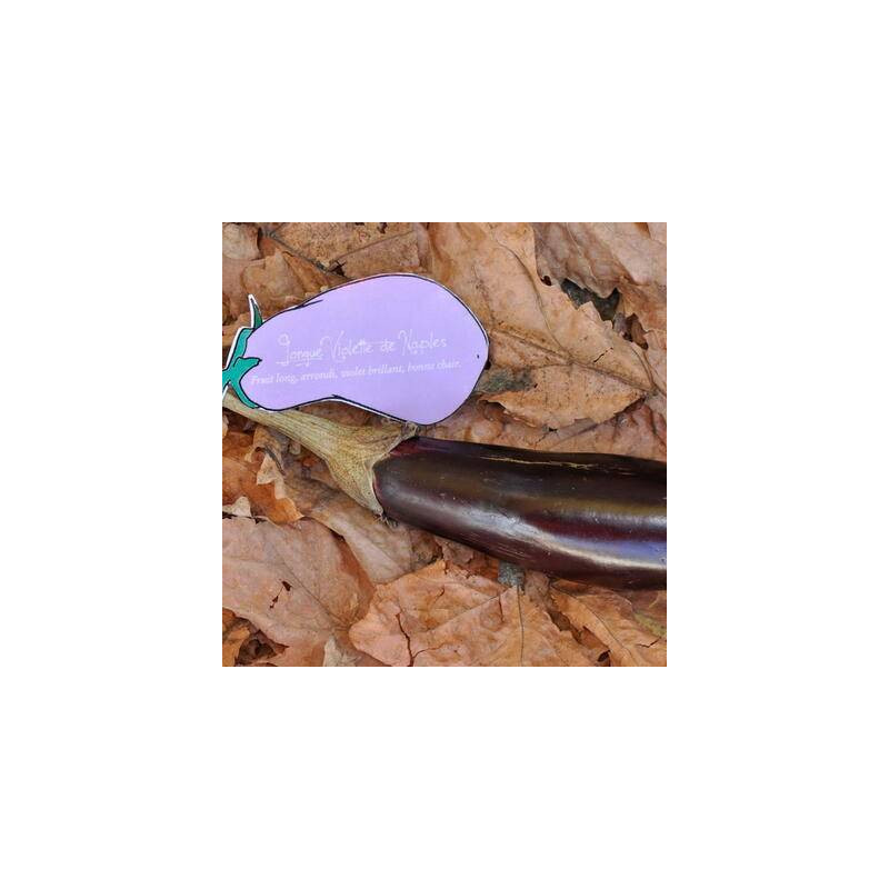 Aubergine longue Violette de Naples Aubergine longue Violette de Naples
