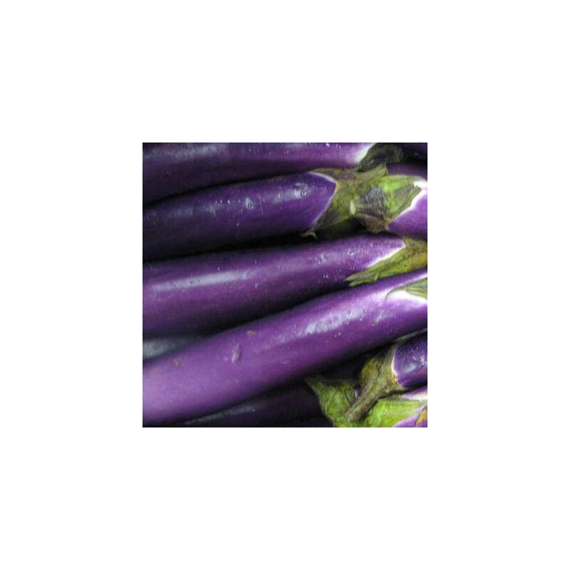 Aubergine Thai Long Purple sachet de 30 graines- Kokopelli Aubergine Thai Long Purple sachet de 30 graines- Kokopelli