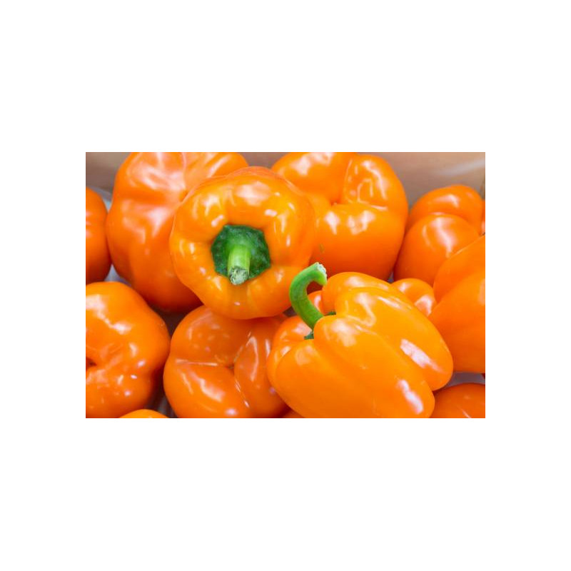 Poivron orange Bell de Mi-saison sachet de 25 graines- Kokopelli Poivron orange Bell de Mi-saison sachet de 25 graines- Kokopelli