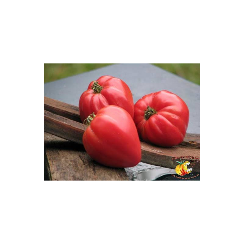 Tomate Rose "Coeur de beauf Slankard" sachet de 35 graines Tomate Rose "Coeur de beauf Slankard" sachet de 35 graines