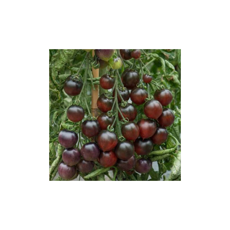 Tomate-cerise Indigo "Blue tears" sachet de 35 graines Tomate-cerise Indigo "Blue tears" sachet de 35 graines