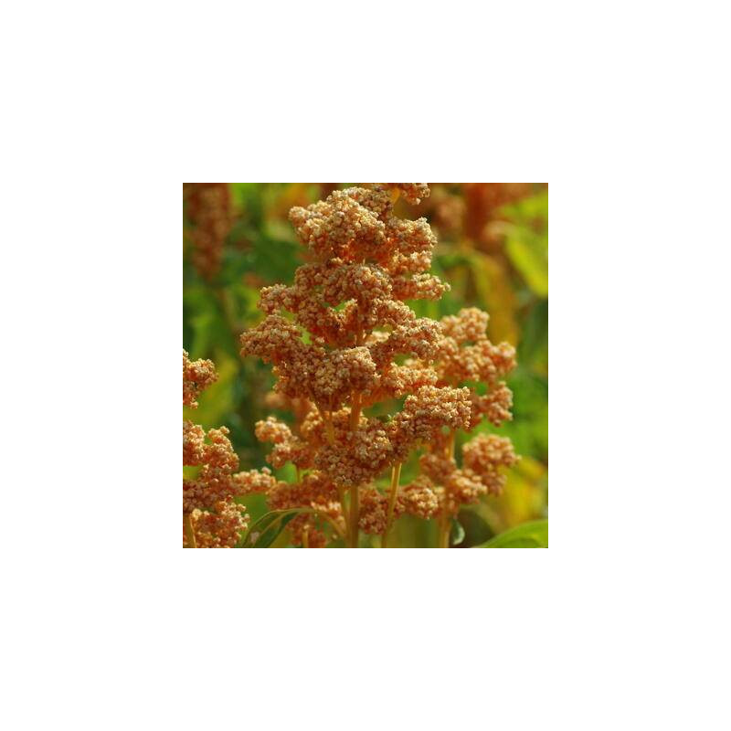 Quinoa Oro de Valle sachet de 3 grammes- Kokopelli Quinoa Oro de Valle sachet de 3 grammes- Kokopelli