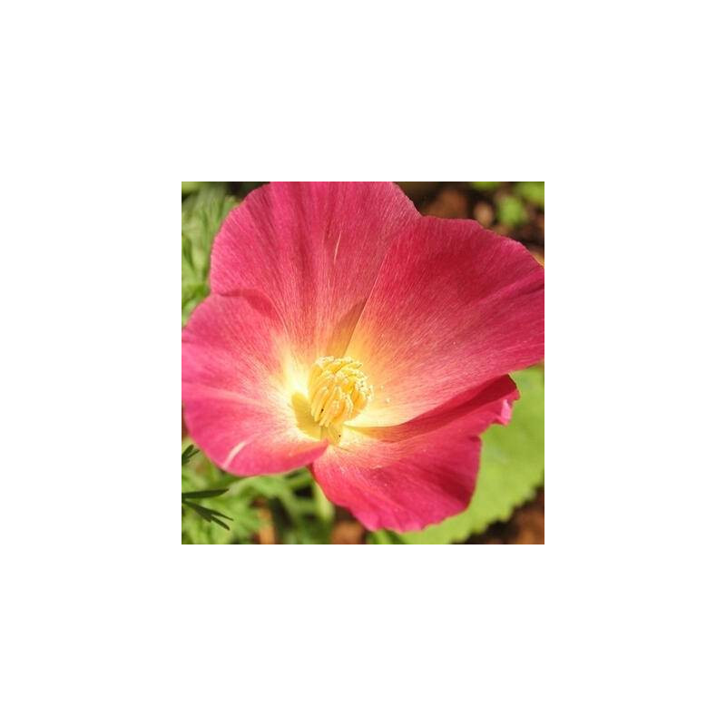 Coquelicot De Californie Carmine King- sachet de 300 graines Coquelicot De Californie Carmine King- sachet de 300 graines