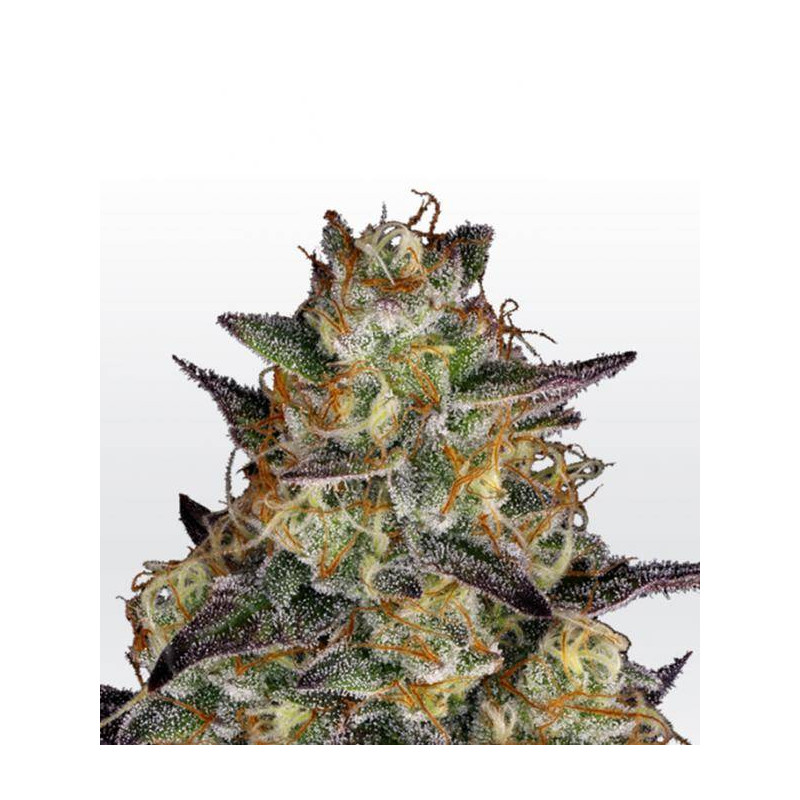 El Dorado OG Paradise Seeds - Féminisée El Dorado OG Paradise Seeds - Féminisée