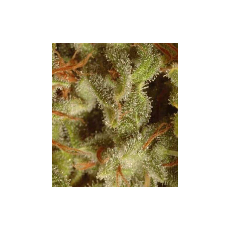 Collection pack X6 Sativa Paradise Seeds Collection pack X6 Sativa Paradise Seeds