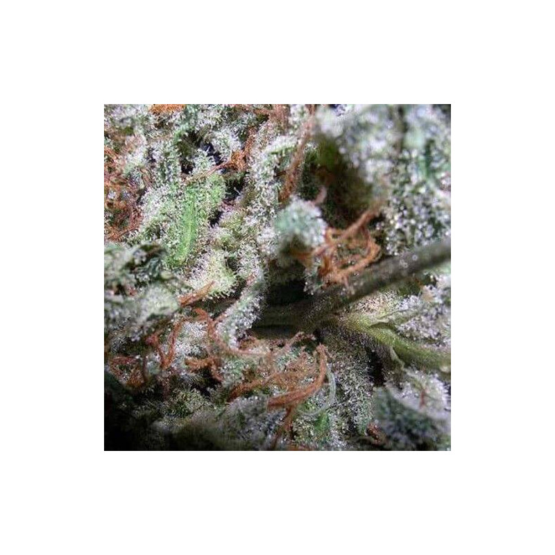 Collection pack Indica X6 Paradise Seeds Collection pack Indica X6 Paradise Seeds