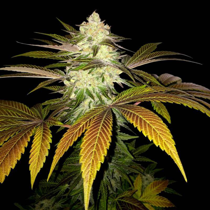 Orange sicle - T.H Seeds 5 graines Féminisée Orange sicle - T.H Seeds 5 graines Féminisée
